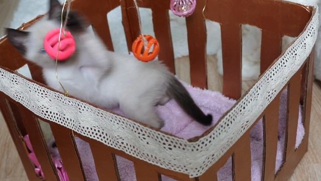 DIY Cat Toys & Kitten Crib! смотреть онлайн