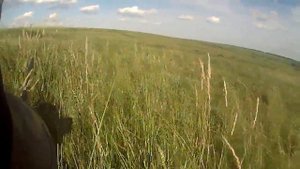 Охота на сурка. Оренбургская обл.