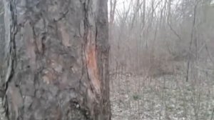 Олдскул тренировка в лесу.  Набивка кулаков