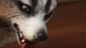 Истории волков 7ep. (Schleich сериал) КОНЕЦ