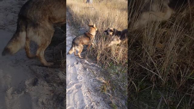 Б Е З Д О М Н Ы Е СОБАЧКИ. РЭКСИ не подпускает ко мне Брауна. 3 марта 2023 г.05:26 смотреть онлайн