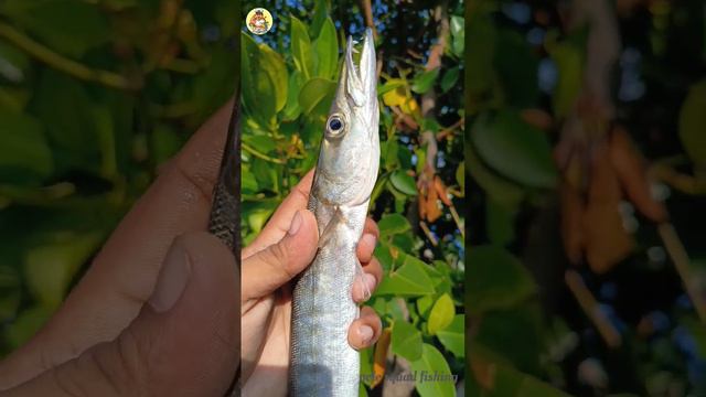 ചീന വലയിൽ വീണ്ടും ശീലാവ്🦈 #fishing #fish #barracuda #hunting #shotsfeed #shortsviral #views #youtub