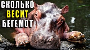 Сколько весит бегемот?