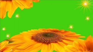 ХРОМАКЕЙ  ФУТАЖ ПОДСОЛНУХИ #хромакей#футаж##открытка# СКАЧАТЬ БЕСПЛАТНО ФУТАЖ ДЛЯ МОНТАЖА ЛЮБУЮ ТЕМ