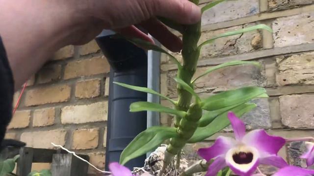 Dendrobium Lady Colman смотреть онлайн