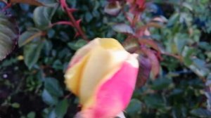 РОЗА МИШКА (Michka) и РОЗА ПИС ЭНД ЛАВ (Peace and Love). 16 октября 2021 года.