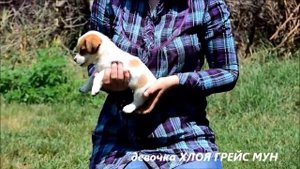 Джек Рассел Терьер 2 месяца 25072018