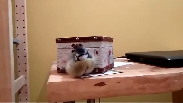 Синица лазоревка и волшебная коробка