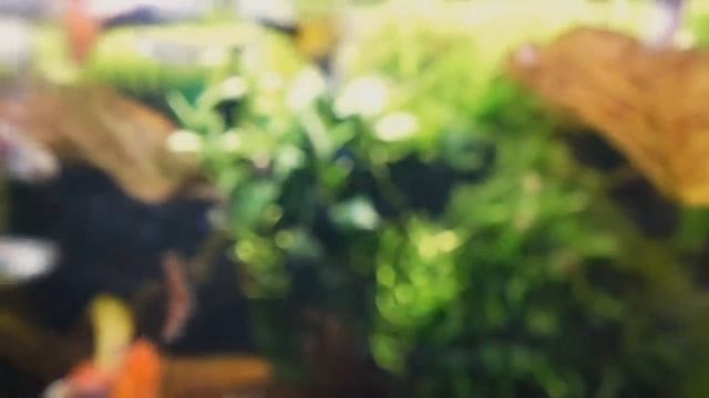 Жидкий СО2 в аквариуме с ГУППИ. 2 часть. смотреть онлайн