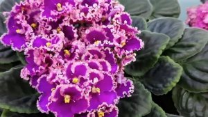 Фиака  Optimara Hebraska. Краткий обзор сорта.