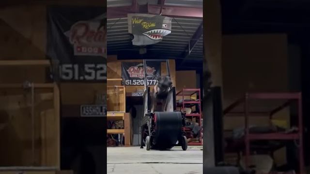 То чувство, когда собака спортивнее тебя?