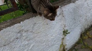 Timid cat let me pet her only behind the fences