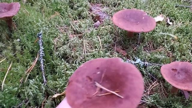 Горькушка (Lactarius rufus). Как выглядит гриб на месте произрастания.