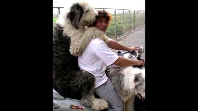 Веселей собаки нету существа смотреть онлайн