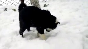 Щенок Лайка Русско-Европейская, 4 месяца