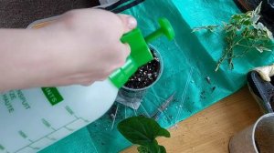 Омолаживаю абутилоны вариегатные🌱|Abutilon savitzii|Abutilon pictum thompsonii