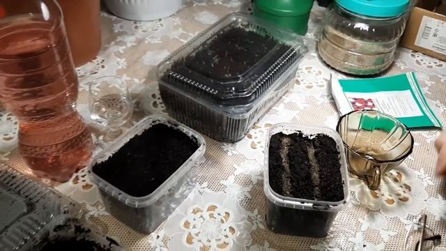 Сею КАТАРАНТУС семенами этот цветок ВОСХИЩАЕТ СВОИМ ЦВЕТЕНИЕМ ВСЕХ