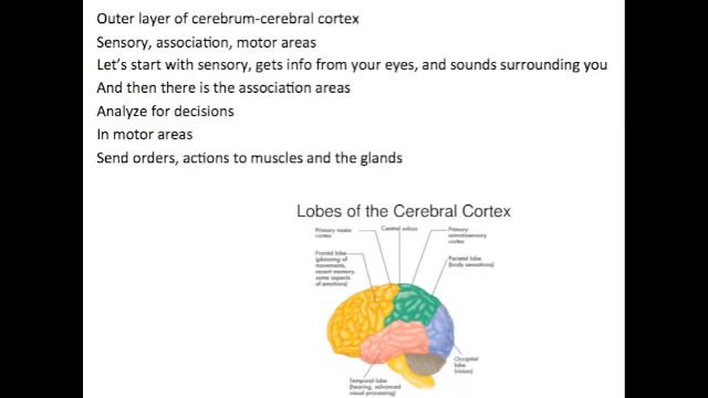Brain Song