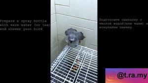 How to shower African grey parrot/Как купать попугая жако