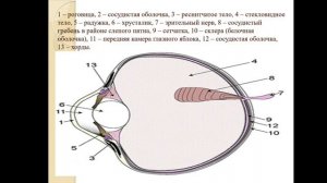 Сырымбетов С.Т. Орнитология. Лекция №11 (русский)