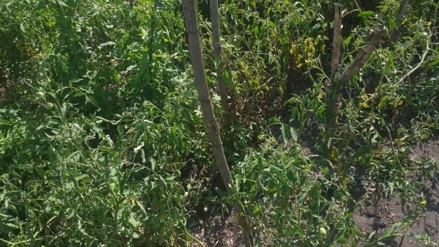 ОГОРОД -9 ТЫ ТАК НЕ ДЕЛАЕШЬ??? СУПЕР УРОЖАЙНОСТЬ ТОМАТОВ ПРОРЫВ В САДОВОДСТВЕ. смотреть онлайн