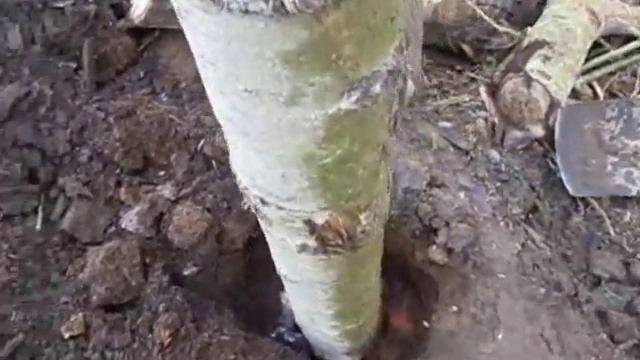 МЫСЛИ В СЛУХ 2.0 Быстро и просто постройка загона для коз смотреть онлайн