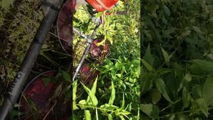 мотоблок Ока с роторной косилкой заря