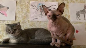 Попугай атакует | кастрировали кота | пожар | ливень