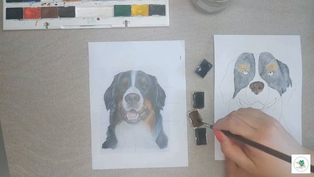 Как нарисовать Бернского зенненхунда. Уроки рисования акварелью. Скетчинг для начинающих