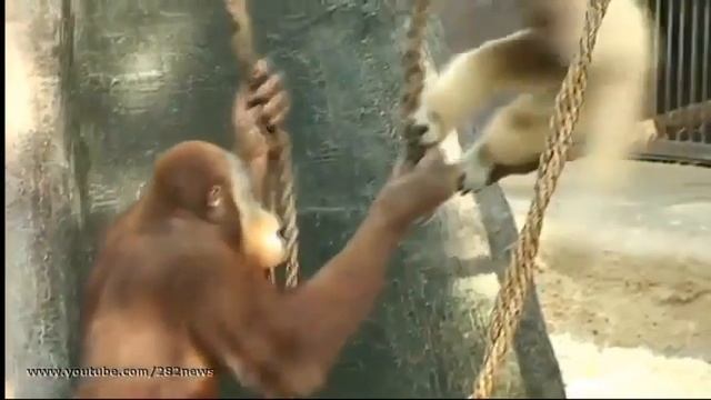 Гиббоны и орангутанги   Gibbons molest orangutans