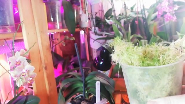 На Орхидее ФАЛЕНОПСИС✔️ДЕТКИ НА ЦВЕТОНОСЕ✔️Что делать ЕСЛИ МАТЕРИНСКОЕ РАСТЕНИЕ ТЕРЯЕТ ТУРГОР смотреть онлайн