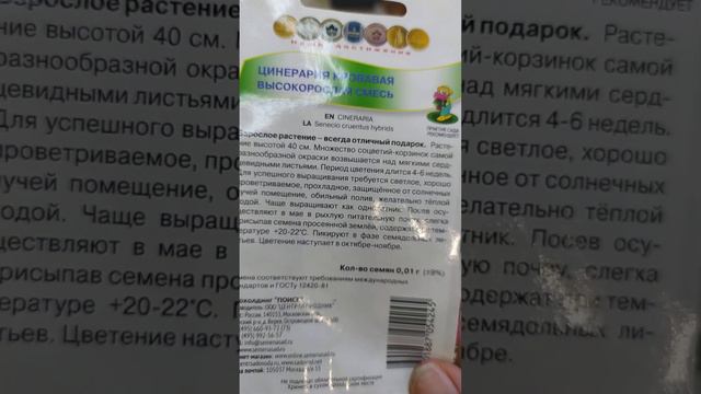 КРАСОТКА ЦИНЕРАРИЯ КРОВАВАЯ ВЫСОКОРОСЛАЯ СМЕСЬ. ПОРА ПИКИРОВАТЬ!!! смотреть онлайн