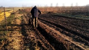 Первая ровная борозда. Мотоблок пашет сам.