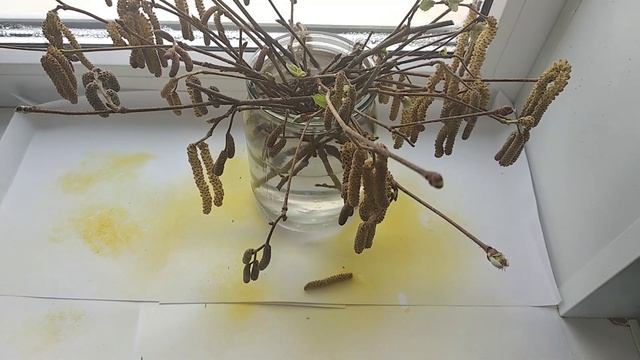 Сбор пыльцы дикой лещины для опыления фундука смотреть онлайн