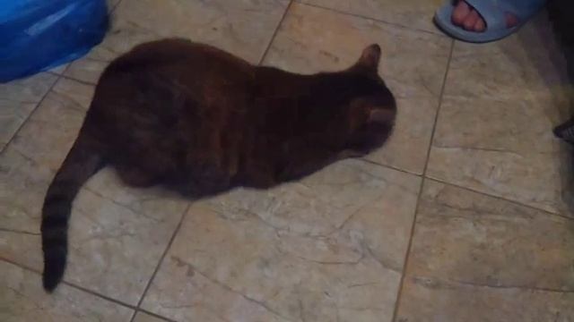 мускатный орех смотреть онлайн