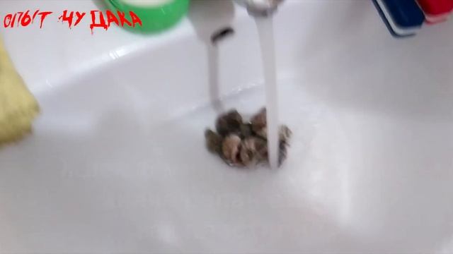 Как вытащить рапана. Самый быстрый и простой способ. Как вытащить молюска из раковины смотреть онлайн