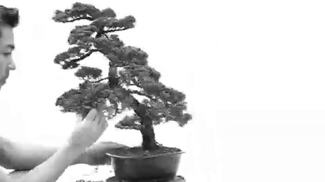 bonsai - juniper - wacholder - juniperus chinensis - redesign смотреть онлайн