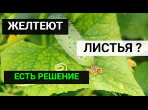 Как легко избавиться от желтых пятен на огурцах_.Причины, если листья огурцов желтеют