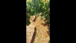 Абрикосовый ковёр в России. Урюк поспел