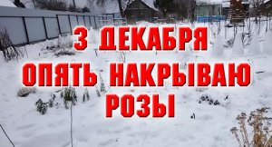 3 декабря Опять накрываю розы