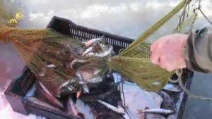 белое море.сорокская губа.рыбалка мережами.