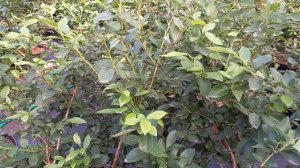 СОВКА. Как я буду бороться с этим вредителем.