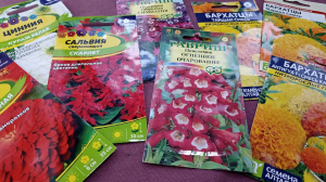 Сибирь. Семена цветов от подписчиков. Всходы Цинерарии гибридной Симпатия.