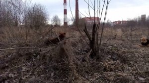 Собачья семья