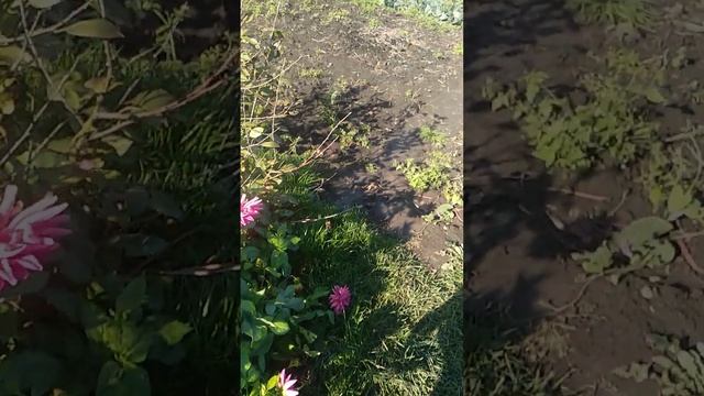 Как вырастить капусту брокколи? смотреть онлайн