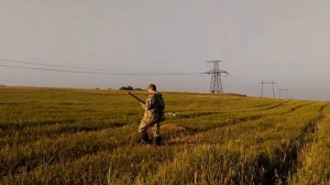 Охота на перепела с английским сеттером / quail hunting with English setter
