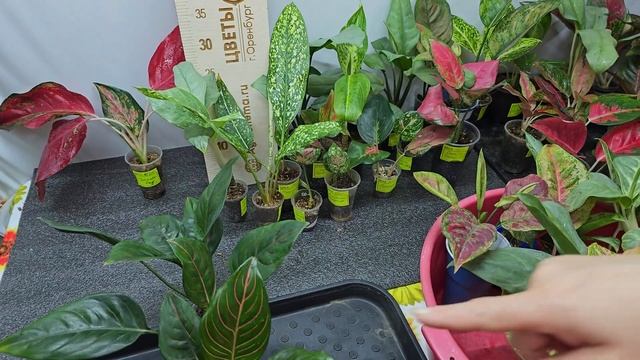 Большая распродажа Аглаонем. Обзор по сортам. Детки, верхушки, адаптированные аглаонемы.... смотреть онлайн