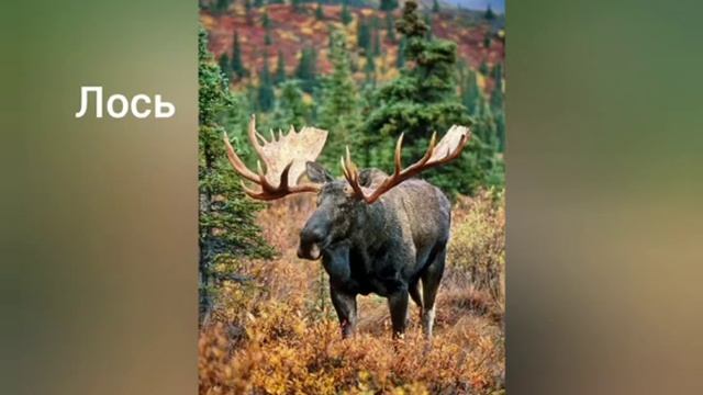 животные из тайги 2 часть смотреть онлайн