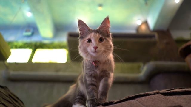 Tokyo's Best Cat Cafe смотреть онлайн