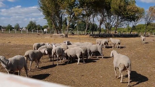 Тростинка смотреть онлайн